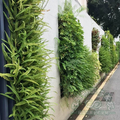 小區(qū)圍墻墻體垂直綠化