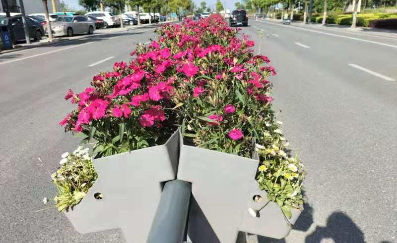 適合花箱的種植植物，哪些植物比較好看？
