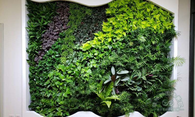 室內(nèi)植物墻植物如何選擇
