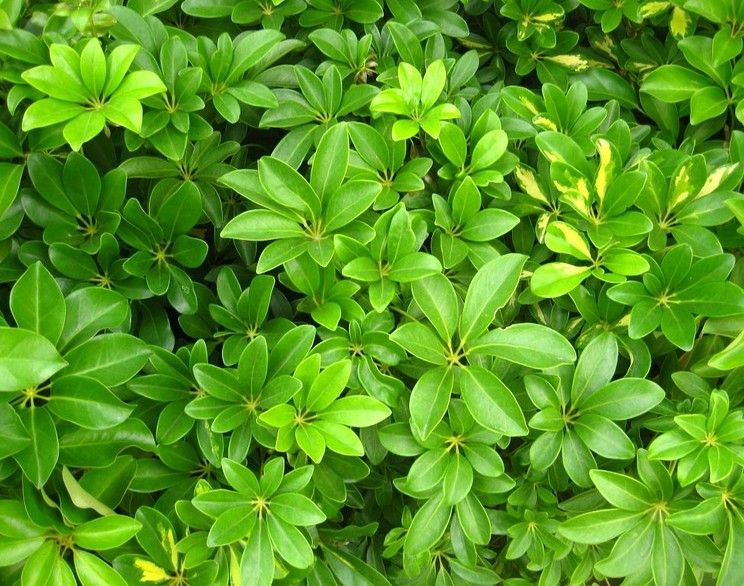 常用的室外垂直綠化植物墻的植物種類有哪些？