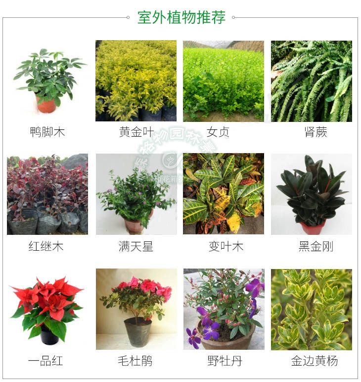 所有能用于室外植物墻的植物