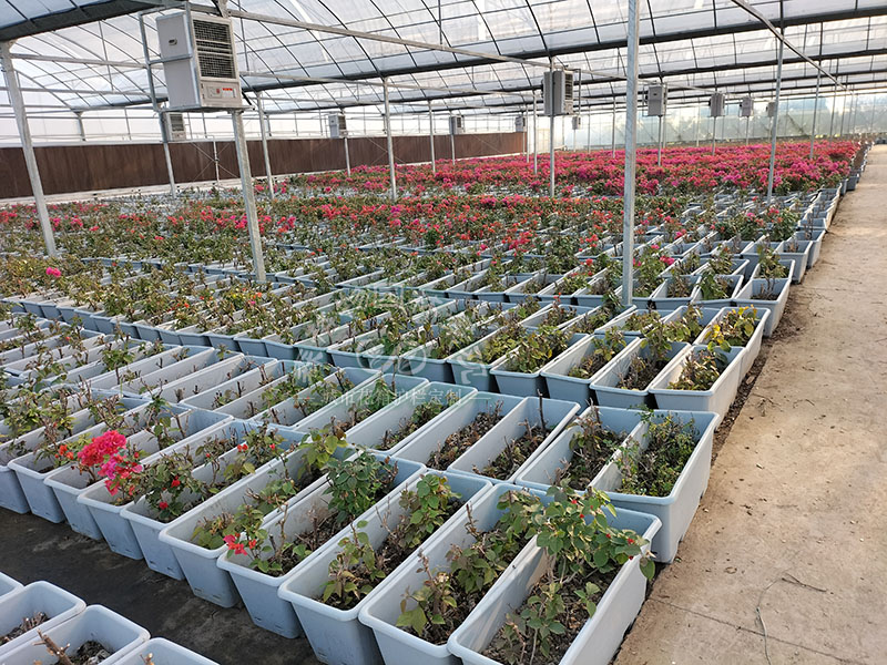 高架橋綠化應(yīng)該注意哪些問題